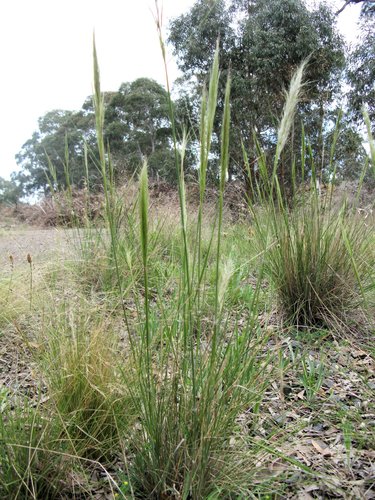 Austrostipa densiflora (Hughes) S.W.L.Jacobs & J.Everett