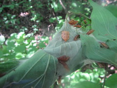 Archips rileyana