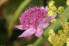 Astrantia maxima