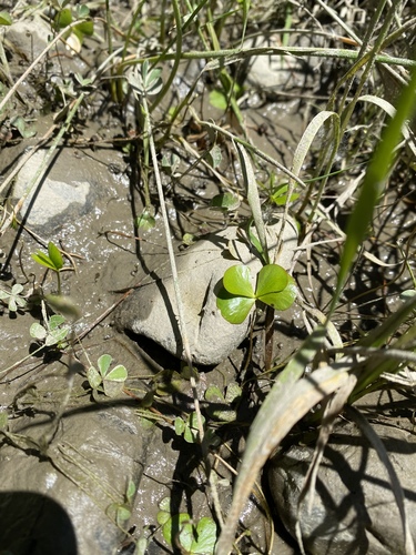 Hairy waterclover (Marsilea vestita)