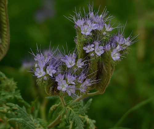 lacy phacelia (Phacelia tanacetifolia)