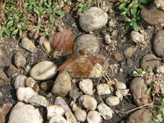 Brachythemis contaminata