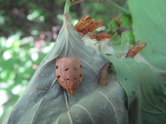 Archips rileyana