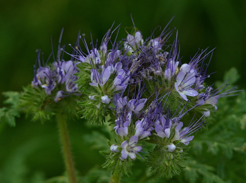 Phacelia tanacetifolia