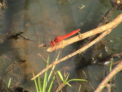 Crocothemis servilia