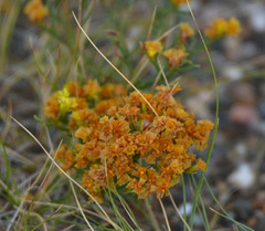 Limonium aureum