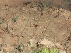 Crocothemis servilia
