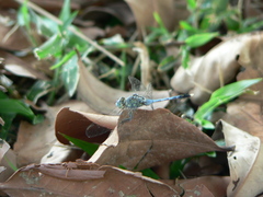 Diplacodes trivialis