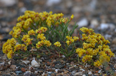 Limonium aureum