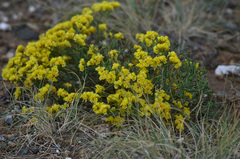 Limonium aureum