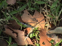 Diplacodes trivialis