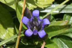 Gentiana septemfida
