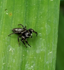Salticinae
