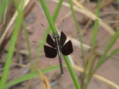 Neurothemis tullia