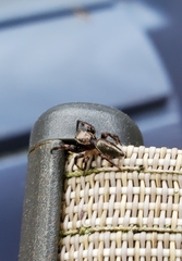 Salticinae