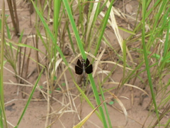 Neurothemis tullia