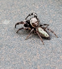Salticinae