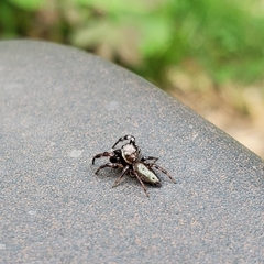 Salticinae