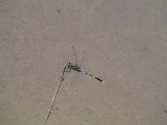 Orthetrum sabina