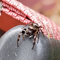 Salticinae