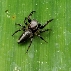 Salticinae