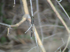 Orthetrum sabina