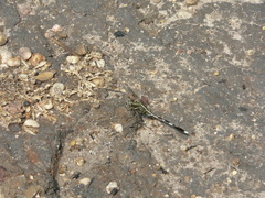 Orthetrum sabina