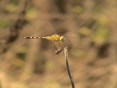 Diplacodes trivialis
