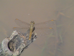 Brachythemis contaminata