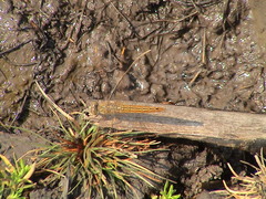 Brachythemis contaminata