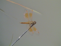 Brachythemis contaminata