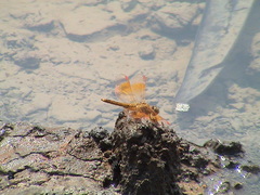 Brachythemis contaminata