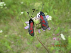 Zygaena minos
