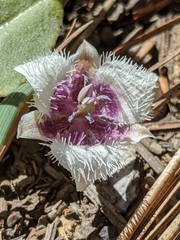 Calochortus elegans nanus