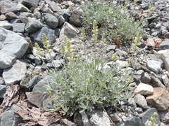 Lupinus peirsonii