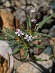 Collomia