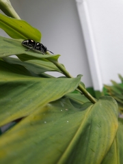 Hoplomutilla
