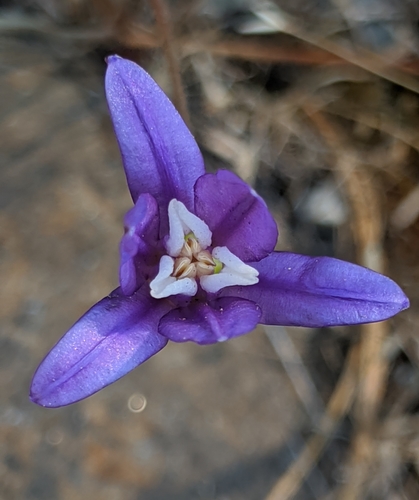 Image of Brodiaea rosea by no rights reserved