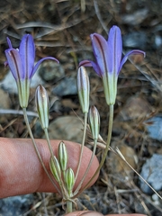 Brodiaea rosea rosea