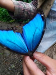 Morpho menelaus