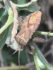 Piezogaster indecorus