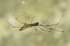 Tetragnatha hasselti