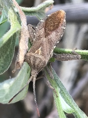 Piezogaster indecorus