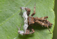 Portia labiata