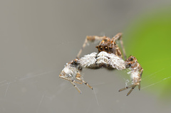 Portia labiata