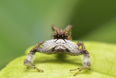 Portia labiata