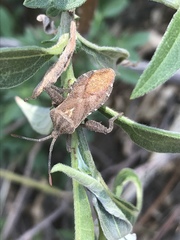 Piezogaster indecorus