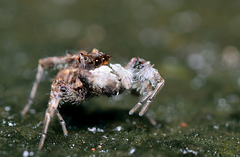 Portia labiata