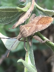 Piezogaster indecorus