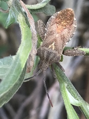 Piezogaster indecorus